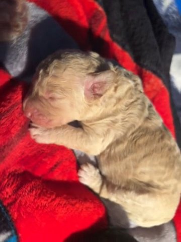 Male - Apricot Double Doodle in Mobile, Alabama