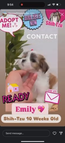 Shih-ztu puppies in San Francisco, California