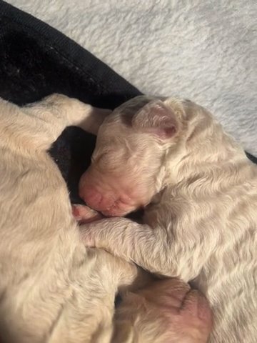 Male - Double Doodle in Mobile, Alabama