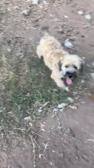 Wheaten Terrier in Tulsa, Oklahoma