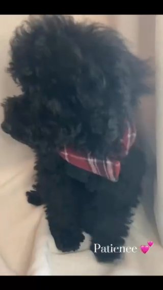 Toy Poodle Puppy SOLD in Marietta, Georgia
