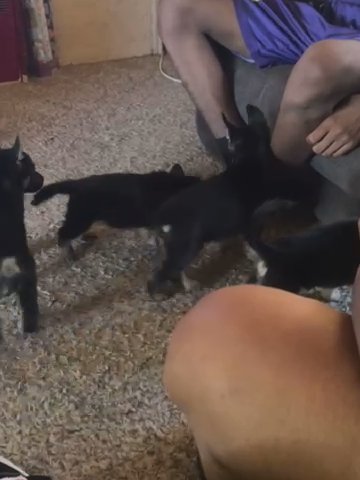 German Shepherd Puppies For Sale in Stockton, California