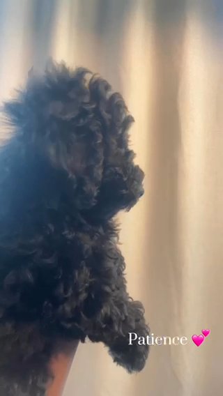Toy Poodle SOLD in Marietta, Georgia