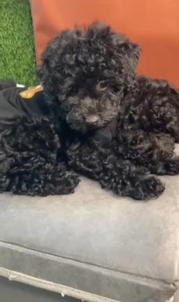 Toy Poodle Puppy SOLD in Marietta, Georgia
