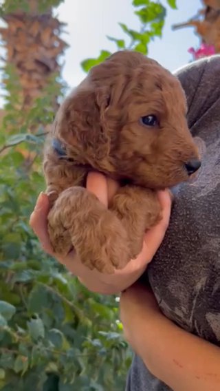 Navy! Apricot Standard Poodle Male in Phoenix, Arizona