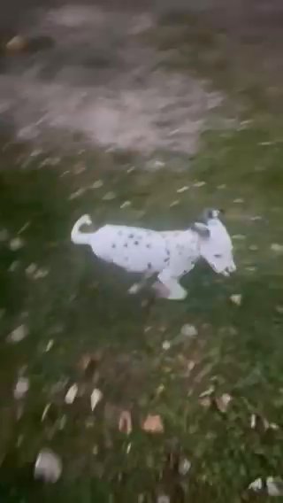Male Dalmation! in Euclid, Ohio