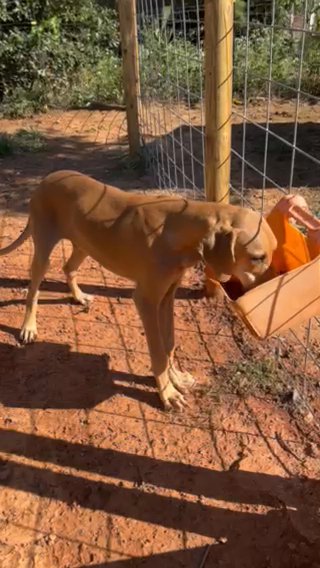 Great Dane Boy in Henderson, Texas