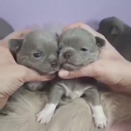 Frenchies in Colorado Springs, Colorado