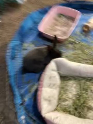 Male bunny! Mini Rex in Mill Creek, Washington