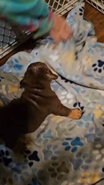 English bulldog pups in Genesee, Michigan