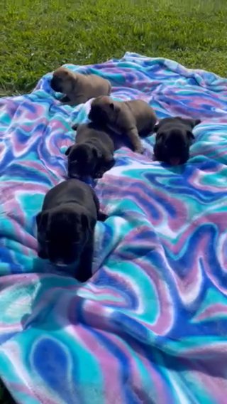 AKC Register French Buldogs Puppies 4 Male 1 Female Brown in Rochester, New York
