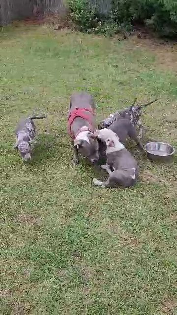 Ready for forever homes in Fayetteville, North Carolina