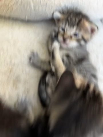 Baby Kittens in Sacramento, California