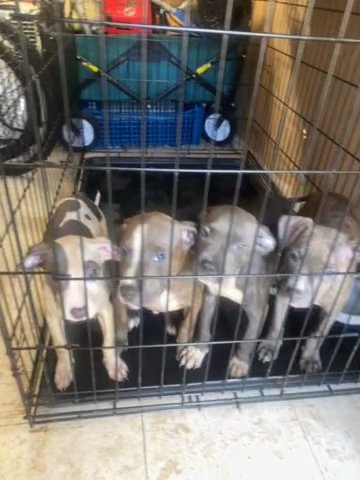 American Bulldogs Boys In Girls Available in Racine, Wisconsin