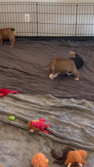 English Bulldogs. Okc in Oklahoma City, Oklahoma