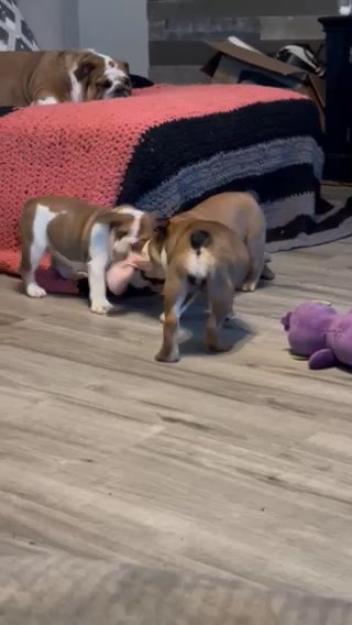 AKC English bulldogs in Oklahoma City, Oklahoma