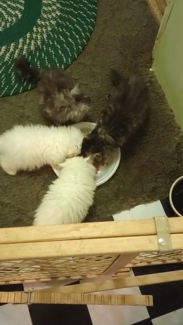 LOLLY AND CASPERS FIRST LITTER in Gainesville, Florida