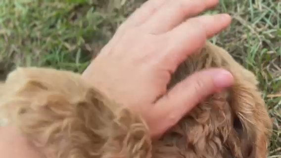 Apricot Golden Doodle in Brookhaven, Mississippi