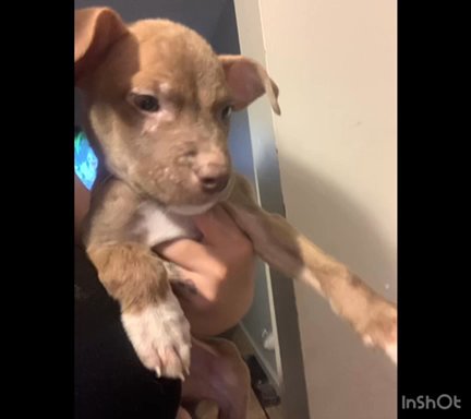 Husky And Pit Mix in Mansfield, Ohio