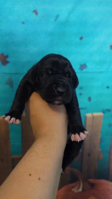 Elvira Black AKC Female Great Dane in Roanoke, Virginia