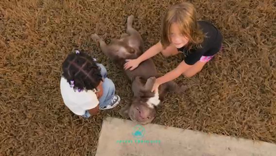 Joyful Frenchies Stud Twix in Suffolk, Virginia