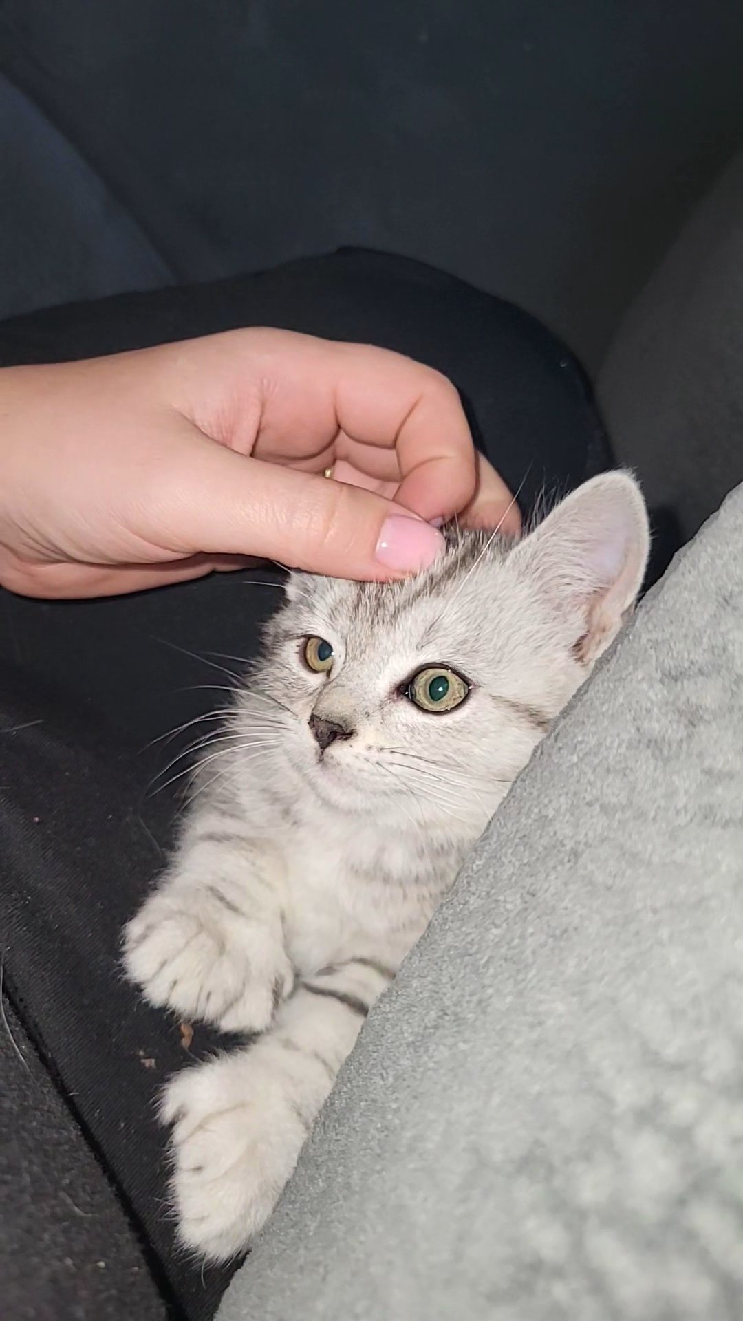 Rare polydactyl Scottish straight in Spokane, Washington