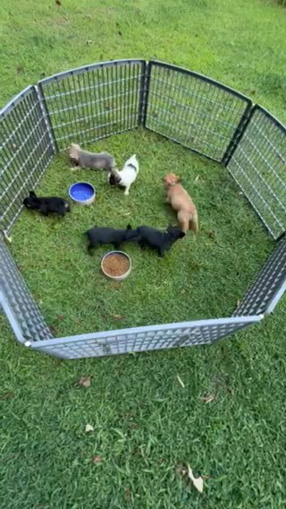 Honor (Male French Bulldog) in Statesville, North Carolina