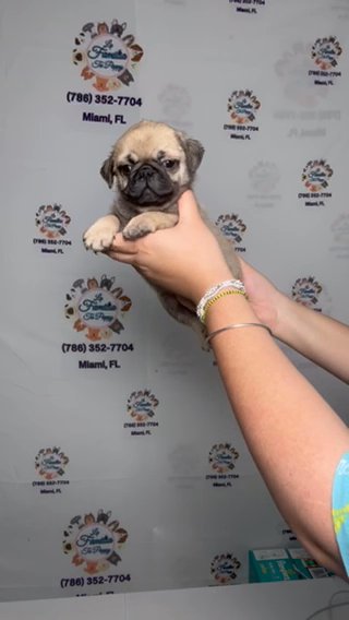 Pug in Miami, Florida