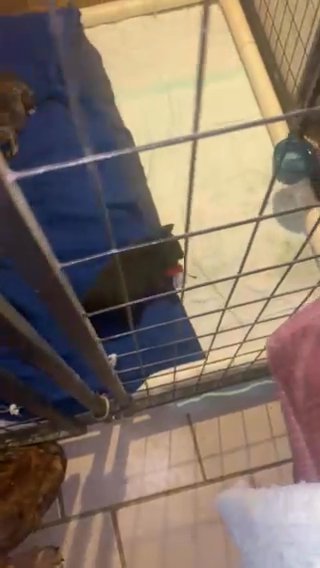 French Bulldog Puppies in Fort Mohave, Arizona