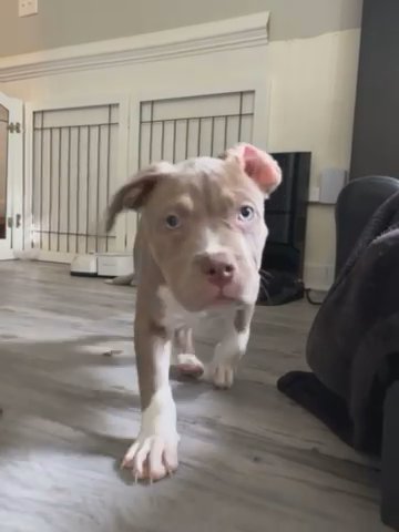 Diamond - Xl American Bully in Alexandria, Virginia
