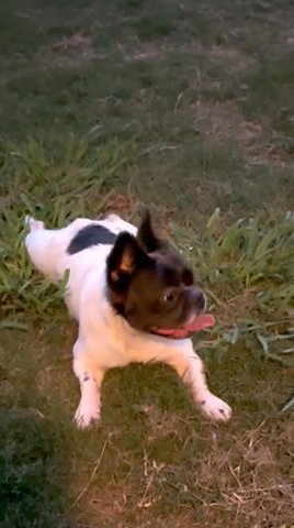 “Sincere” The visual Fluffy Frenchie in Austin, Texas