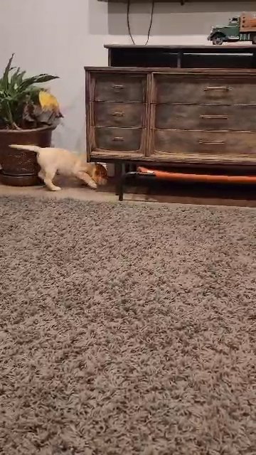 SHL-Wendy in St. Louis, Missouri
