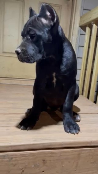 Female Cane Corso in Gainesville, Georgia