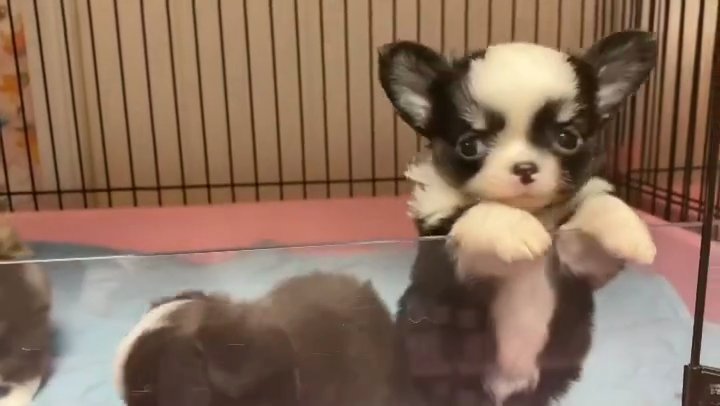 Cute Chihuahuas in Philadelphia, Pennsylvania