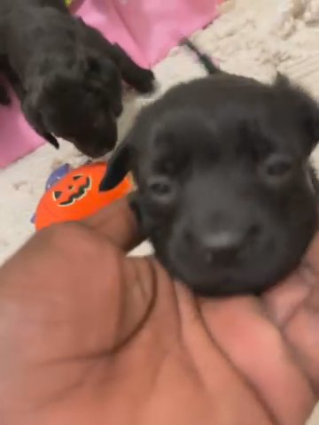 Black Labs in Charlotte, North Carolina