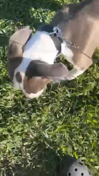 Puppy Pit Bull For Sale ‼️ in Turlock, California