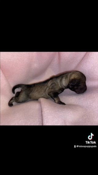 Adorable Miniature Schnauzer Puppies! in Houston, Texas