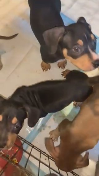 Tri American Bullies in Dallas, Texas