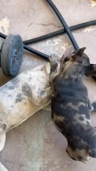 Merle French Bulldog in El Paso, Texas
