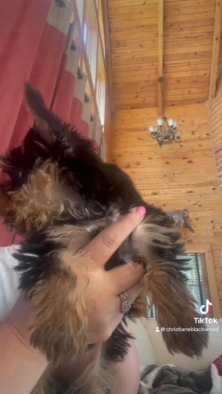 Akc Yorkie Male in Beckley, West Virginia