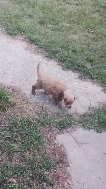 American Cocker spaniels in Dover, Delaware