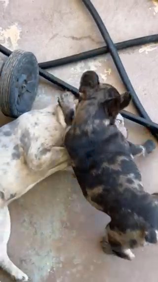 Merle French Bulldog in El Paso, Texas