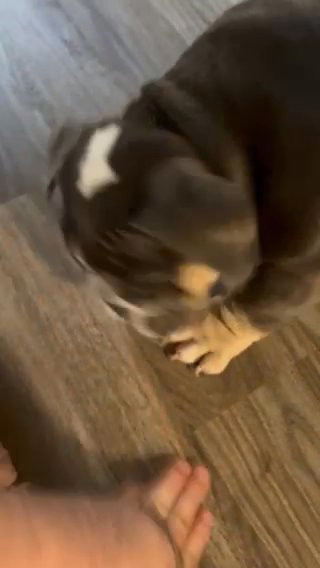 English Male Puppy Bulldog in Arlington, Texas