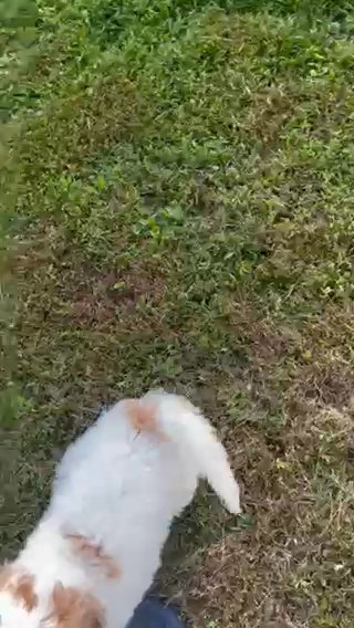 AKC Small Standard / Moyen Size Poodle in Middletown, New York