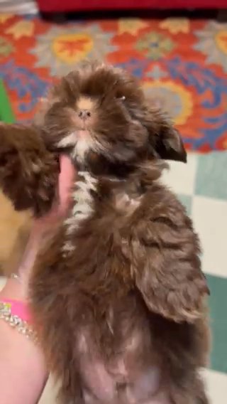 CKC Imperial Liver Shih Tzus in Charlotte, North Carolina