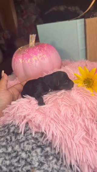 Meet Little Steviee in Tyler, Texas