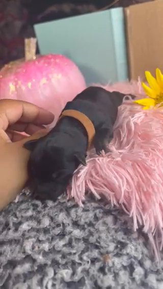 Yorki Poo in Tyler, Texas