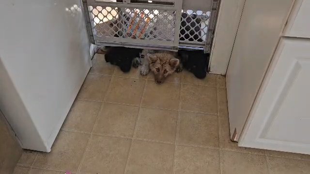 silver german shepard/ malamute puppies for adoption! in Geneva (Township), Ohio
