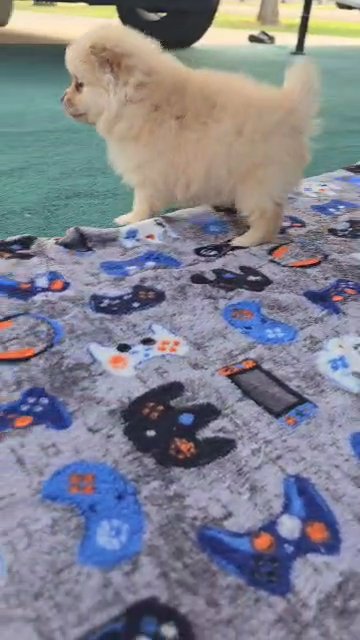 pomeranian puppy #2 in Fresno, California