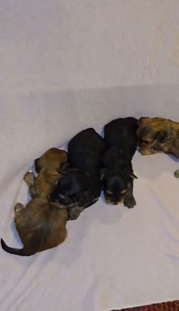 SOLD yorkiepoos all girls in North Augusta, South Carolina